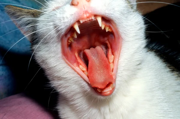 Stock image Young cat at home