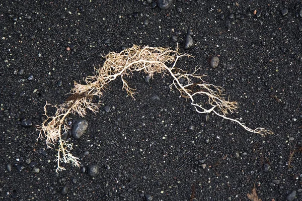 Vacker struktur med havet flora på vulkaniskt svarta stranden — Stockfoto