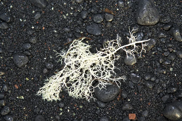 Szép szerkezet tengeri növény a vulcanic fekete strandon — Stock Fotó