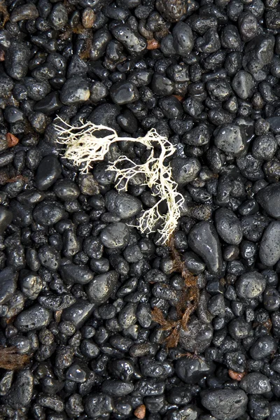 Красивая структура с морской флорой на вулканическом черном пляже — стоковое фото