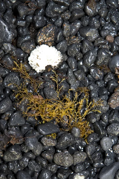 Vulcanic 검은 해변에서 바다 식물으로 아름 다운 구조 — 스톡 사진