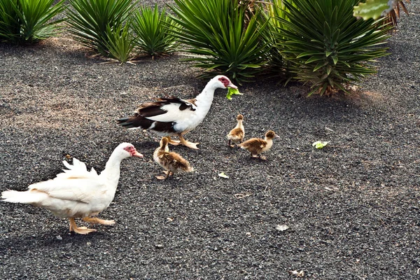 Madre muelle presta atención a sus polluelos —  Fotos de Stock