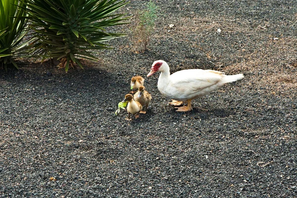 Madre muelle presta atención a sus polluelos —  Fotos de Stock
