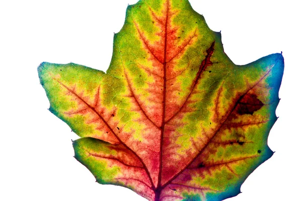 Vackra blad i höstfärg, Brittsommar — Stockfoto