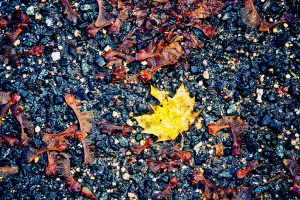 Belles feuilles en couleur automne, été indien — Photo