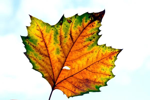 Schöne Blätter in Herbstfarbe, indischer Sommer — Stockfoto