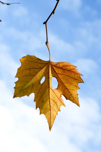 Piękne liście jesienią kolor, Babie lato — Zdjęcie stockowe