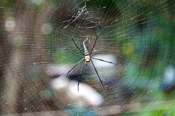 Grande aranha sentada na rede — Fotografia de Stock