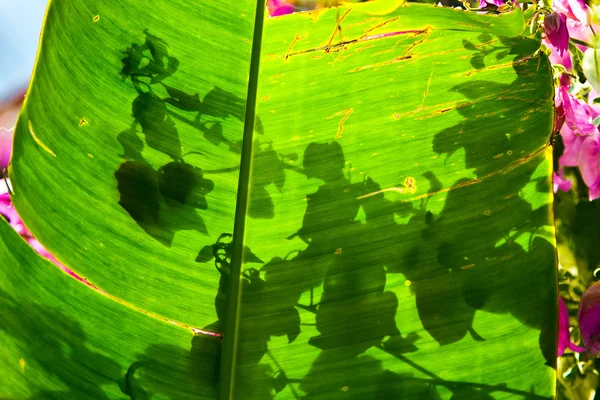 Sombra e estrutura de uma licença de palma como um jogo de sombra — Fotografia de Stock