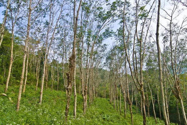 Φυτεία λαστιχένιων δέντρων στην Ταϊλάνδη — Φωτογραφία Αρχείου