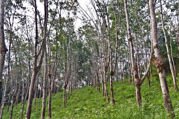Plantation d'arbres en caoutchouc en Thaïlande — Photo