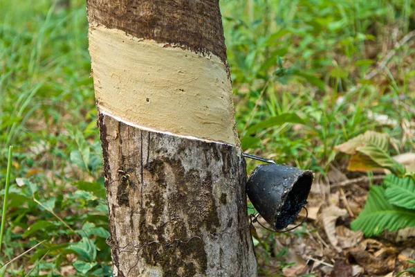 Плантация каучуковых деревьев в Таиланде — стоковое фото