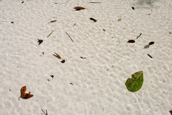 Structure of leave remaining on a sandy white beach — Stock Photo, Image