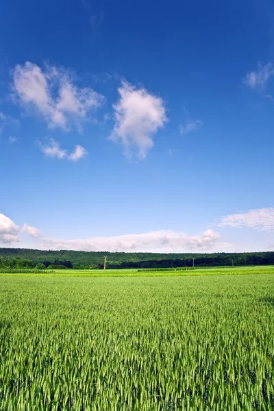 Landschap met hectare, maïs en witte wolken Rechtenvrije Stockafbeeldingen