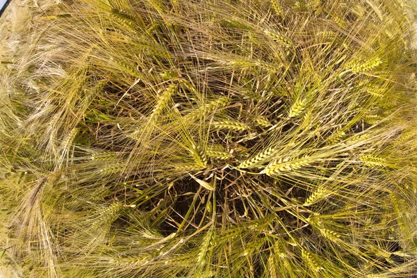 Спика пшеницы на кукурузном поле Стоковое Фото