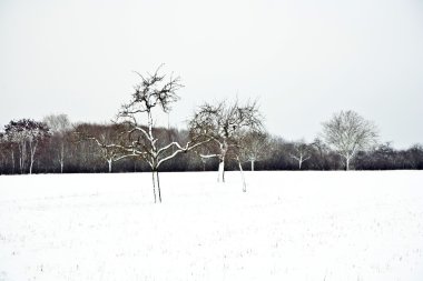 Düzülke ağaçları ile kışın kar ile