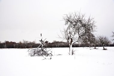 Düzülke ağaçları ile kışın kar ile