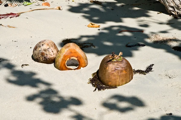 Coconut lying on the beautiful white beach — Stock Photo, Image