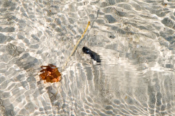 Beyaz kumlu bir plaj üzerinde kalan izin yapısı — Stok fotoğraf