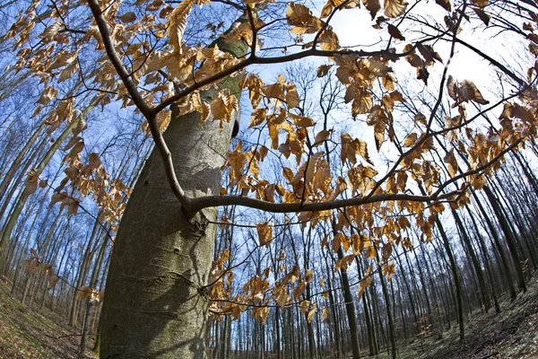 Άνοιξη δέντρο κορώνες με παλιά φύλλα — Φωτογραφία Αρχείου