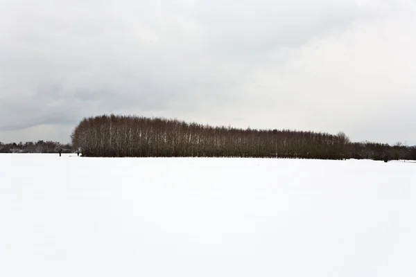 Árvores no inverno com campos cobertos de neve — Fotografia de Stock