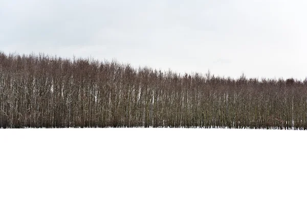 Drzewa zimą, śniegiem pokryte pola — Zdjęcie stockowe