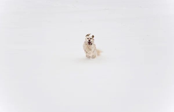 Собака бежит по заснеженным полям — стоковое фото