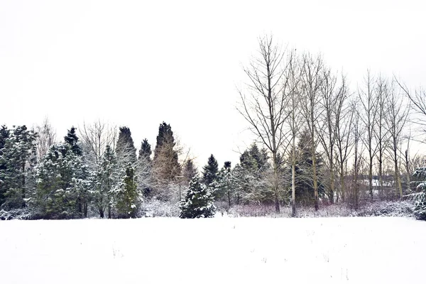 Terreno pianeggiante con neve in inverno con alberi — Foto Stock