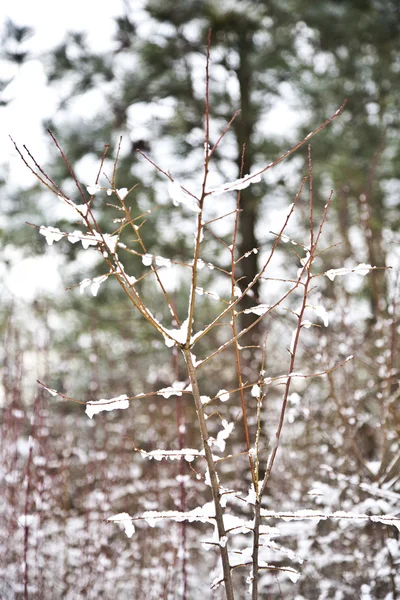Pisos con nieve en invierno con árboles —  Fotos de Stock