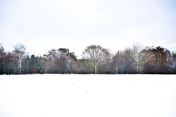 Terrain plat avec neige en hiver avec des arbres — Photo
