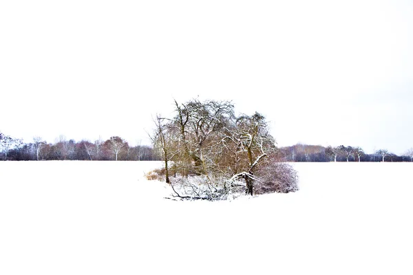 Płaskiej ziemi śniegu w zimie z drzewa — Zdjęcie stockowe