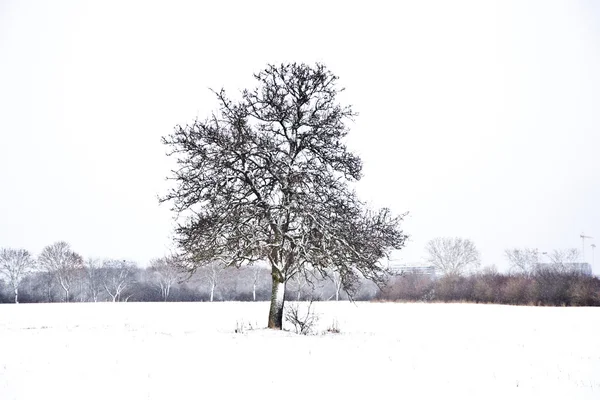 Síkság, a hó a téli fák — Stock Fotó