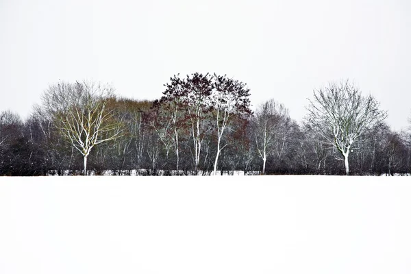 Planície com neve no inverno com árvores — Fotografia de Stock
