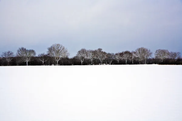 Planície com neve no inverno com árvores — Fotografia de Stock