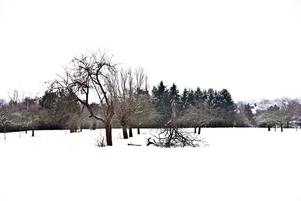 나무는 겨울에 눈으로 평평한 — 스톡 사진
