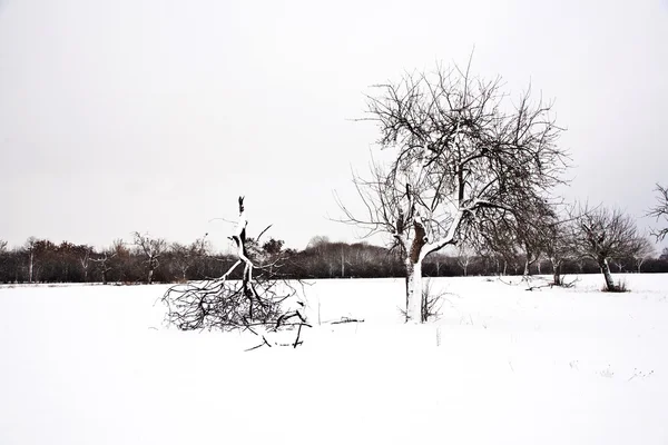 Рівнини з снігу взимку з дерева — стокове фото