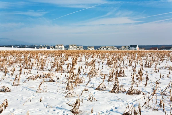 Acre coberto com neve e milho da última colheita — Fotografia de Stock