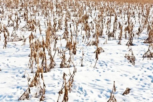 Acre covered with snow and corn from last harvest — Stock Photo, Image