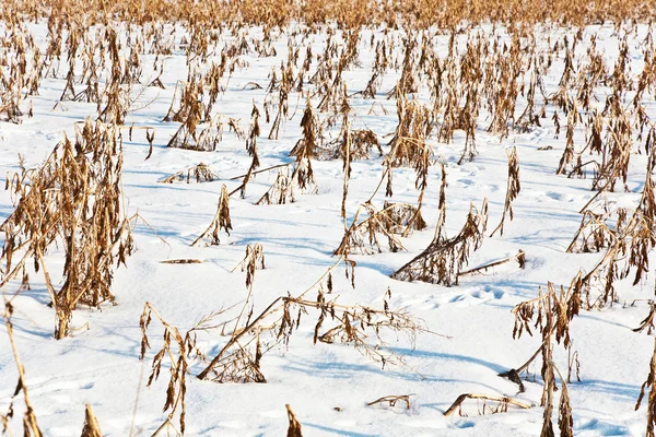 Acre bedekt met sneeuw en maïs van de laatste oogst — Stockfoto