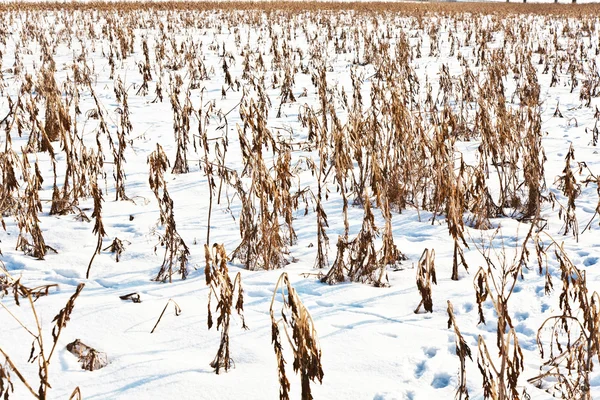 Acre bedekt met sneeuw en maïs van de laatste oogst — Stockfoto