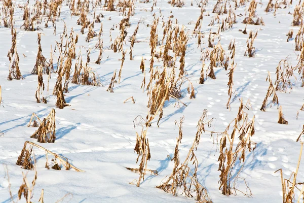 Acre täckt med snö och majs från senaste skörden — Stockfoto