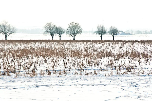 Akr pokryte śniegiem i kukurydzy z ostatniego zbioru — Zdjęcie stockowe