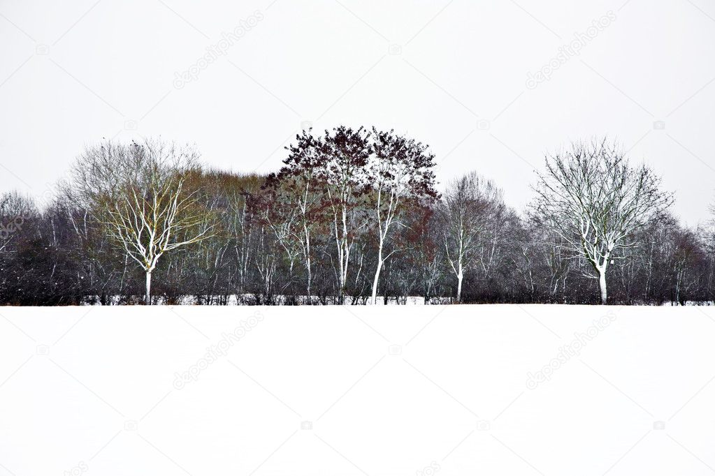 Flatland with snow in winter with trees