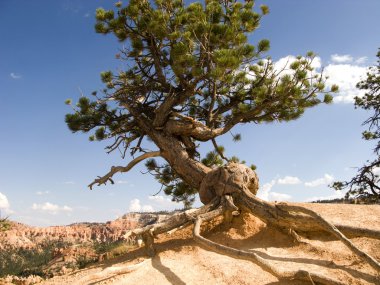 Beautiful landscape in Bryce Canyon with magnificent Stone forma clipart