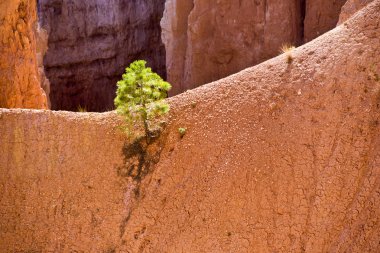 güzel manzara muhteşem taş forma ile bryce canyon