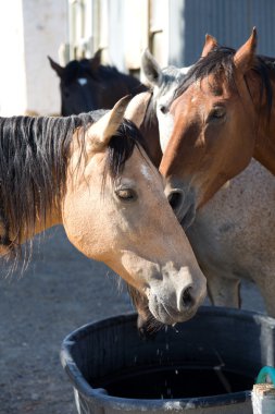 Bay Arabian horse drinking from a water trough clipart