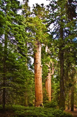 uzun ve büyük SEQUOIAS güzel sequoia national Park