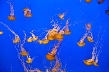 Beautiful Jelly fishes in the aquarium with blue background clipart