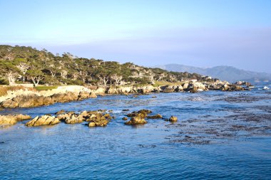 Coastline at Point Lobos in Sunset clipart