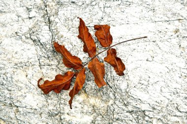 Beautiful structured leaves at the beach arranged by nature in a clipart